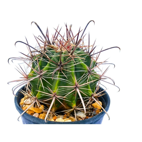 Ferocactus wislizeni