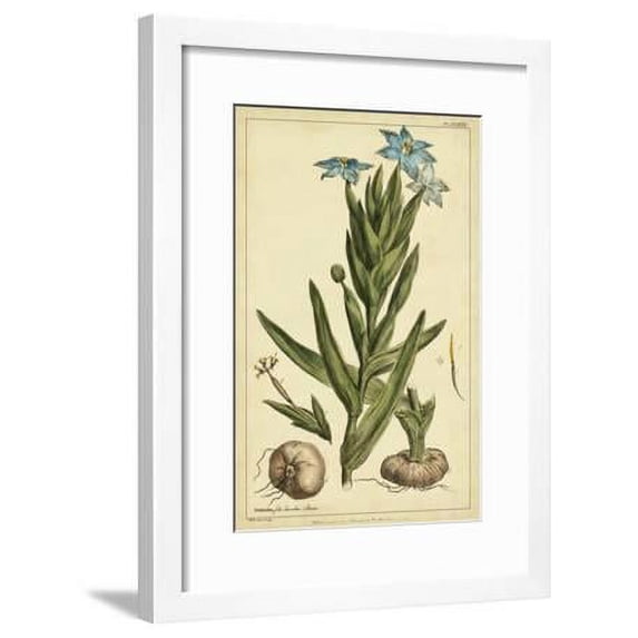 Ferraria, Pl. CCLXXX, Botanical Framed Art Print Wall Art by Phillip Miller Sold by Art.Com