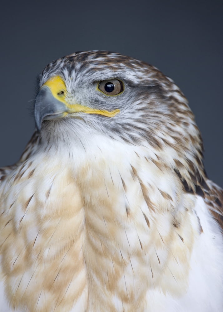 Ferruginous Hawk (Buteo Regalis) Canvas Art - John Short Design Pics (24 x 34)