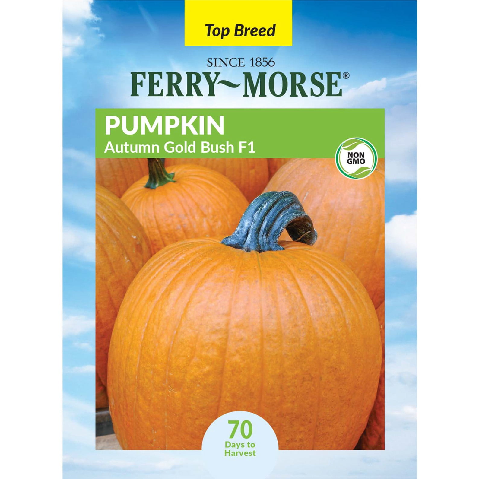 Ferry-Morse 1.1G Pumpkin Autumn Gold Bush F1 Annual Vegetable