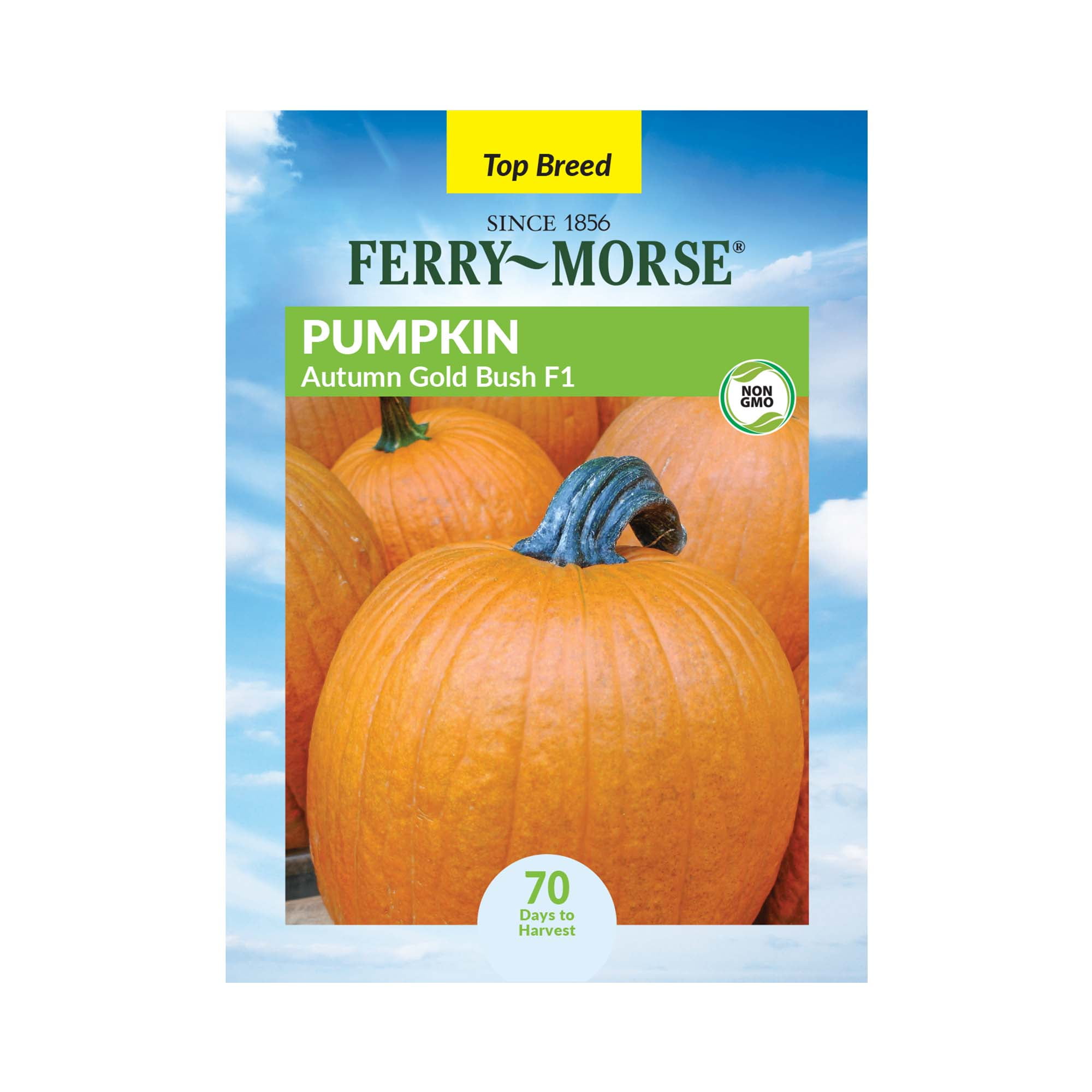 Ferry-Morse 1.1G Pumpkin Autumn Gold Bush F1 Annual Vegetable Seeds, Full Sun