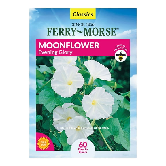 Ferry-Morse 1.35G Moonflower Evening Glory White Annual Flower Seeds, Full Sun