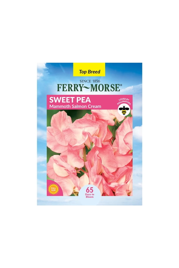 1.4G Sweet Pea Mammoth Salmon Cream Annual Flower Seeds, Full Sun