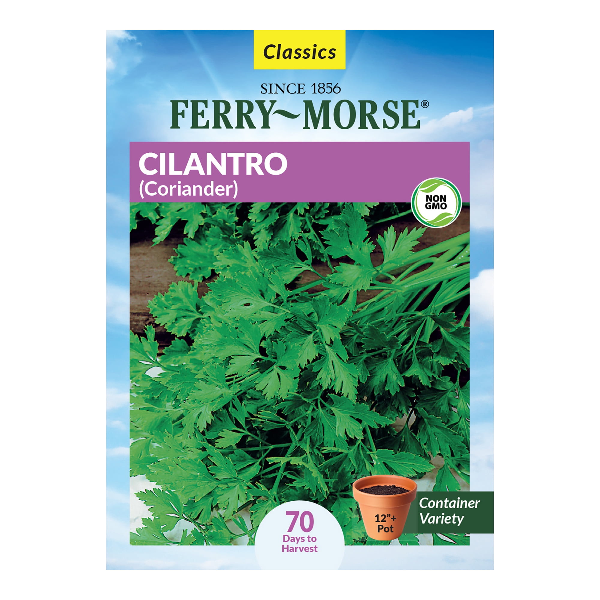 FerryMorse 1000MG Cilantro (Coriander) Herb Plant Seeds Full Sun