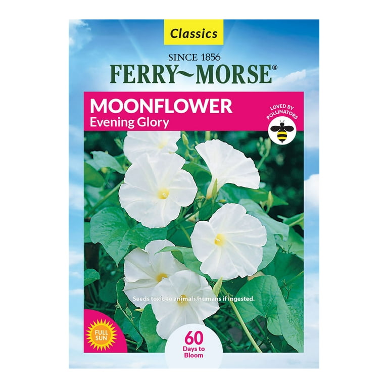 Ferry-Morse 1000MG Moonflower Evening Glory Annual Flower Seeds Full Sun 
