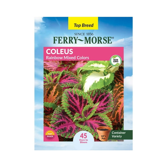 Ferry-Morse 100MG Coleus Rainbow Mixed Colors Annual Flower Seeds, Full Sun