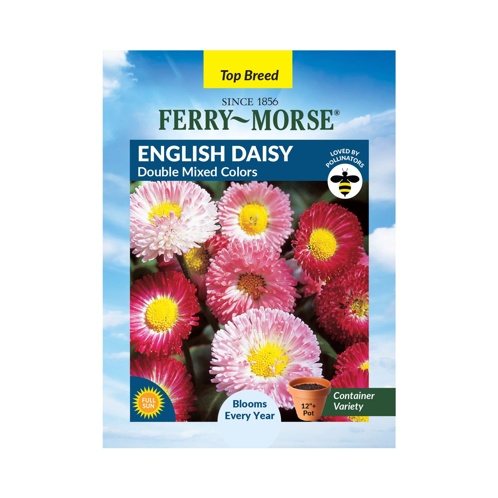Ferry-Morse 100MG English Daisy Double Mixed Colors Perennial Flower Seeds, Full Sun