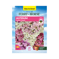 thumbnail image 1 of Ferry-Morse 110MG Alyssum Pastel Carpet Annual Flower Seeds, Full Sun, 1 of 12