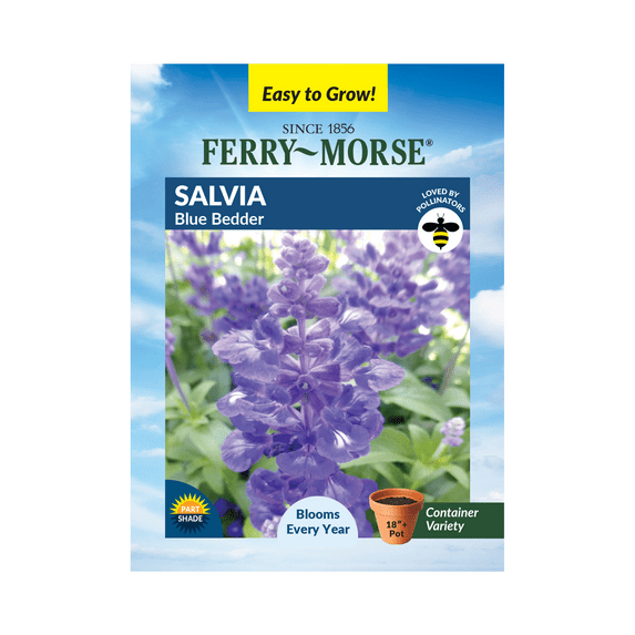 Salvia Blue Bedder Seeds