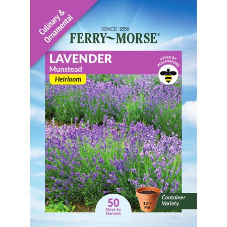 Ferry-Morse 160MG Lavender Munstead Perennial Herb Seeds, Full Sun