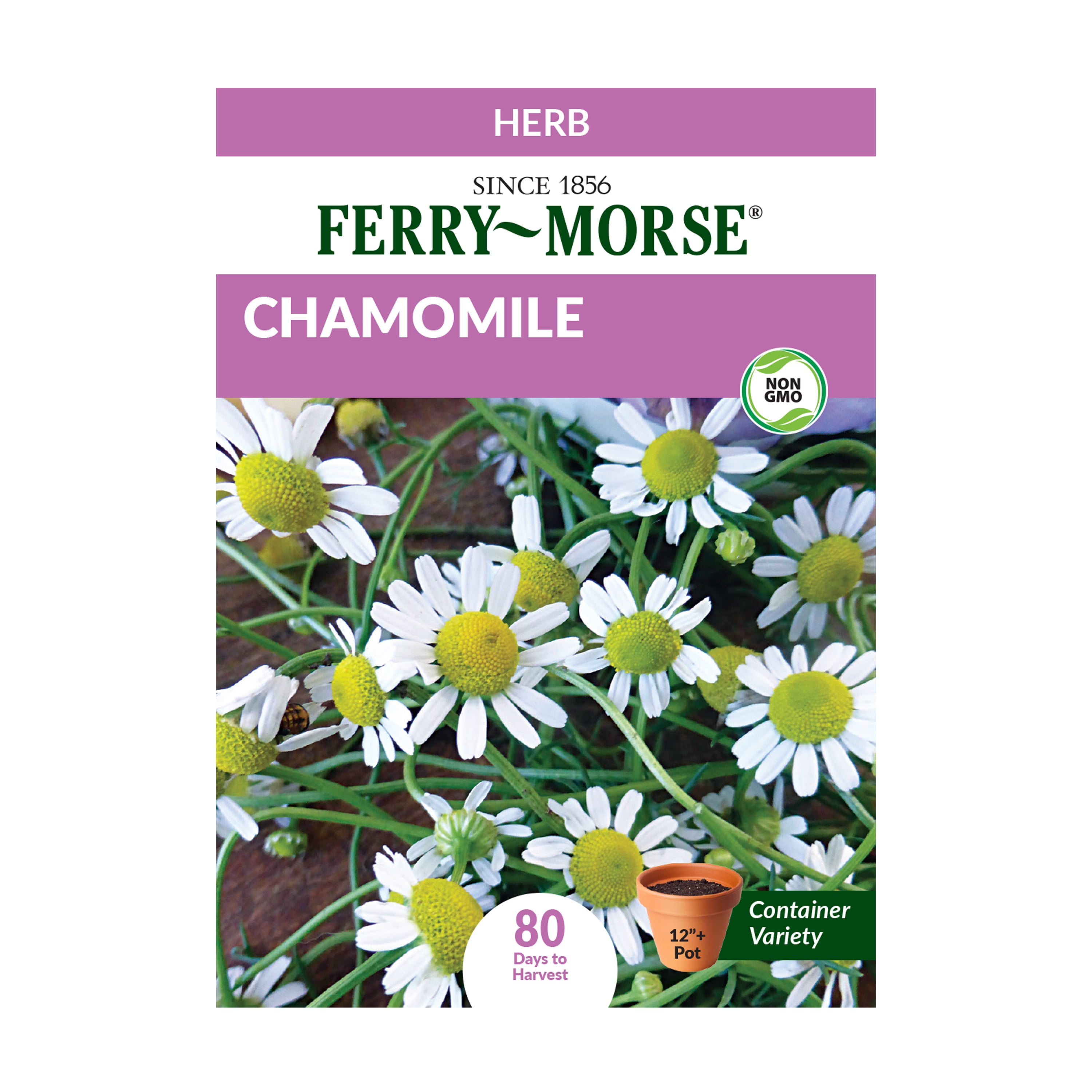 Ferry-Morse 1G Chamomile Herb Plant Seed Full Sun