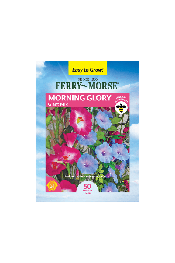 1G Morning Glory Giant Mix Annual Flower Seeds, Full Sun