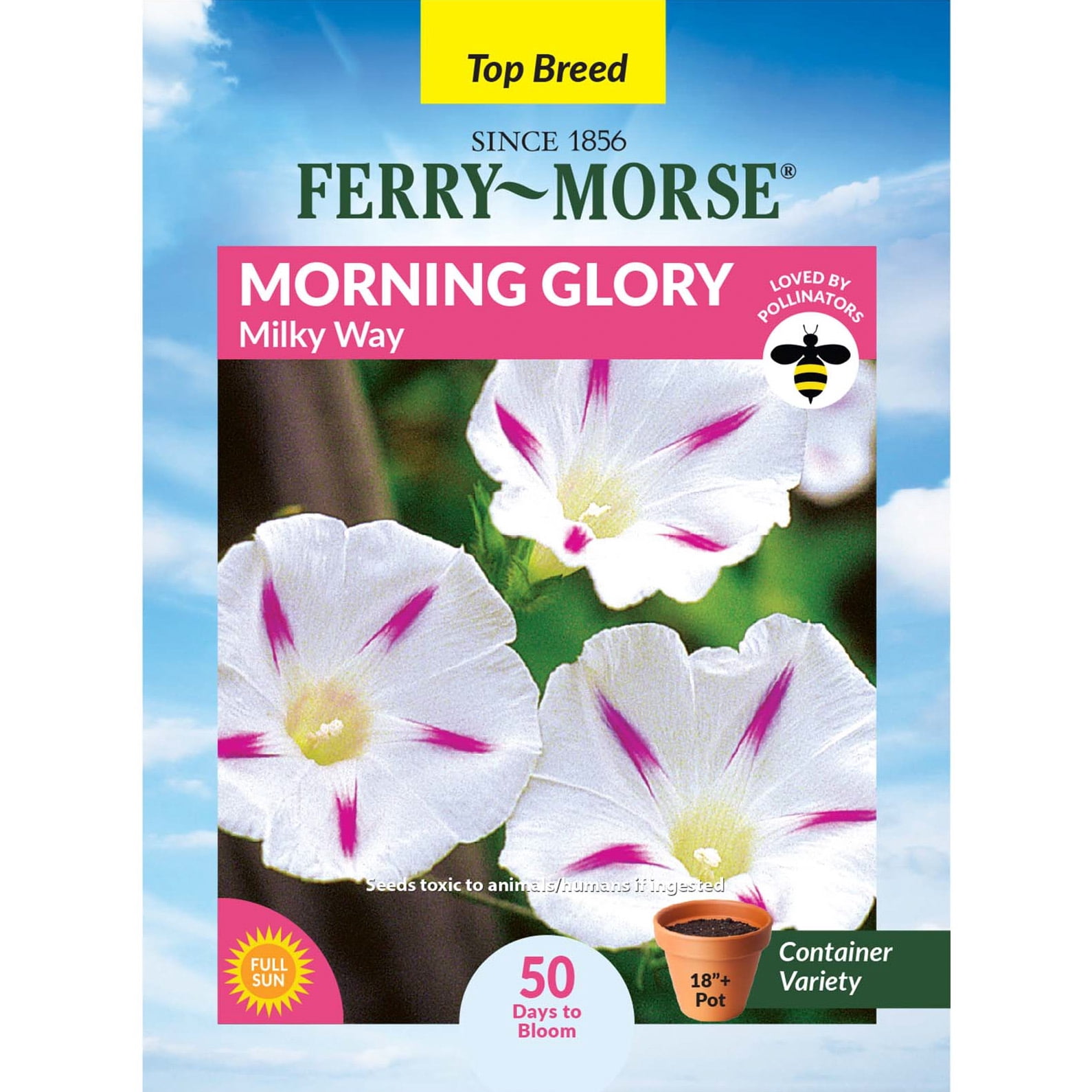 Morning Glory Seeds & Flowers Near Me | Walmart - Walmart.com