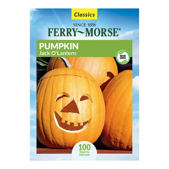 Ferry-Morse 2.7G Pumpkin Jack O'Lantern Annual Vegetable Seeds, Full Sun