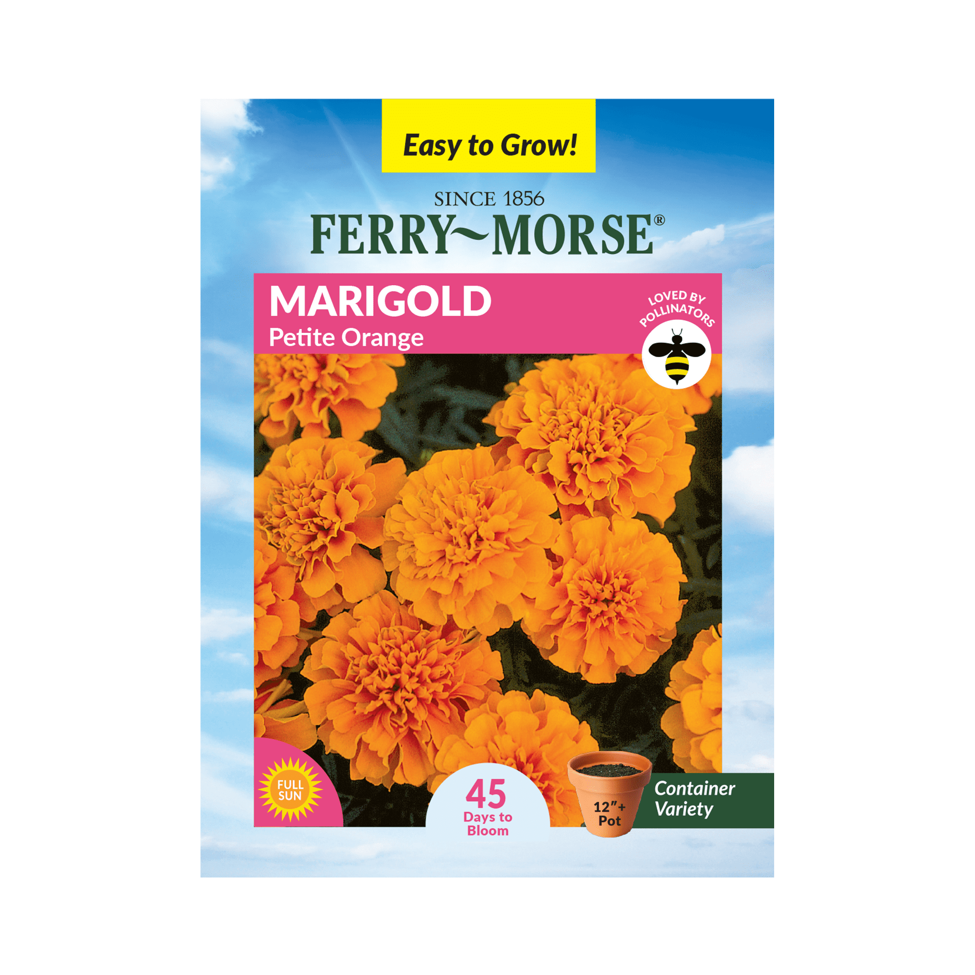 Ferry-Morse 240MG Marigold Petite Orange Annual Flower Seeds, Full Sun ...