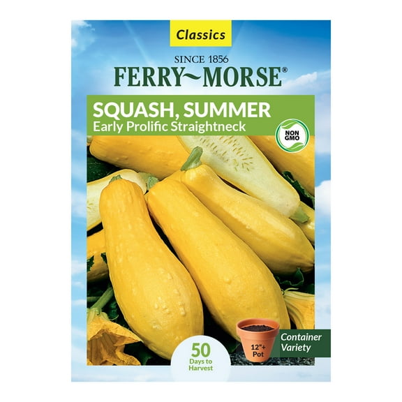 Ferry-Morse 3.1G Squash Early Prolific Straightneck Annual Vegetable Seeds, Full Sun