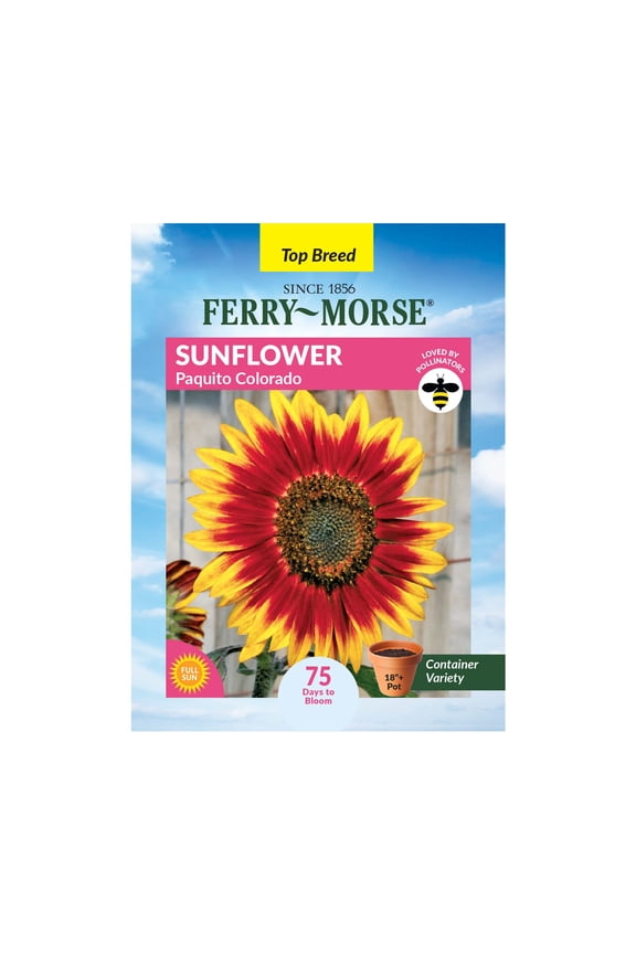 350MG Sunflower Paquito Colorado Annual Flower Seeds, Full Sun