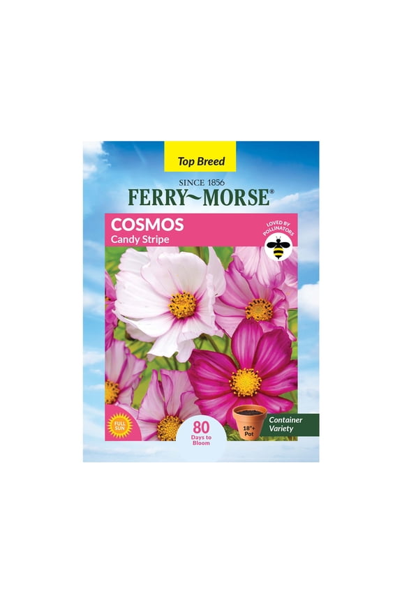 400MG Cosmos Candy Stripe Annual Flower Seeds, Full Sun