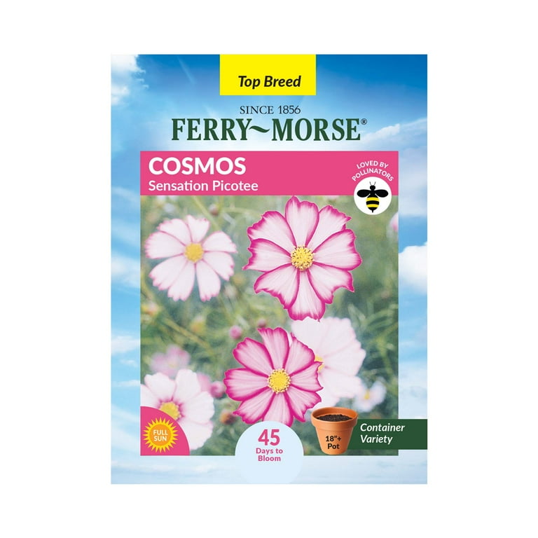 【Mサイズ】フェローズ pherrows ccmasters seabees Ferry-Morse 400MG Cosmos Sensation Picotee Annual Flower