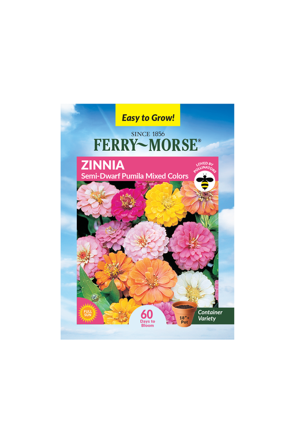 400MG Zinnia Semi Dwarf Pumila Mixed Colors Annual Flower Seeds, Full Sun