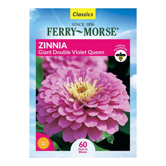Ferry-Morse 460MG Zinnia Giant Double Flowered Violet Queen Annual Flower Seeds, Full Sun
