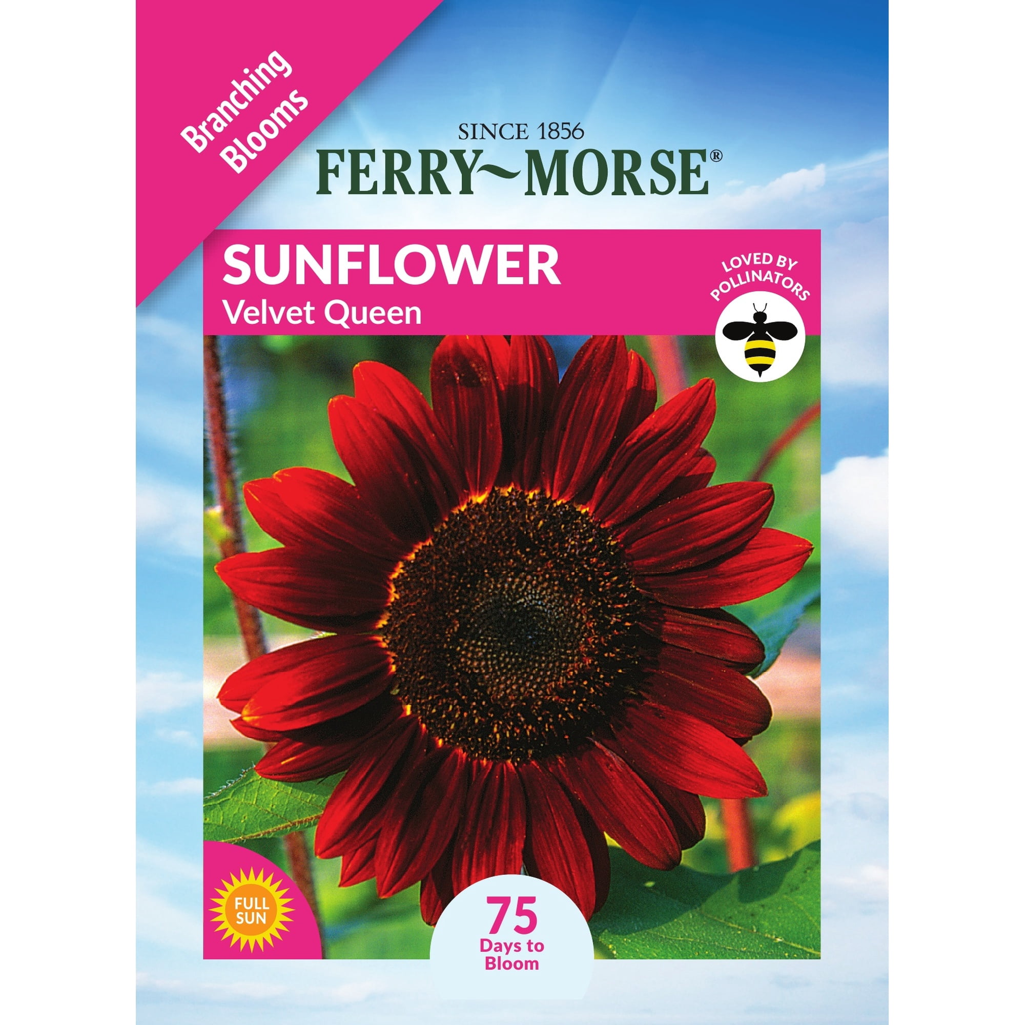 Ferry-Morse 480MG Sunflower Velvet Queen Annual Flower Seeds, Full