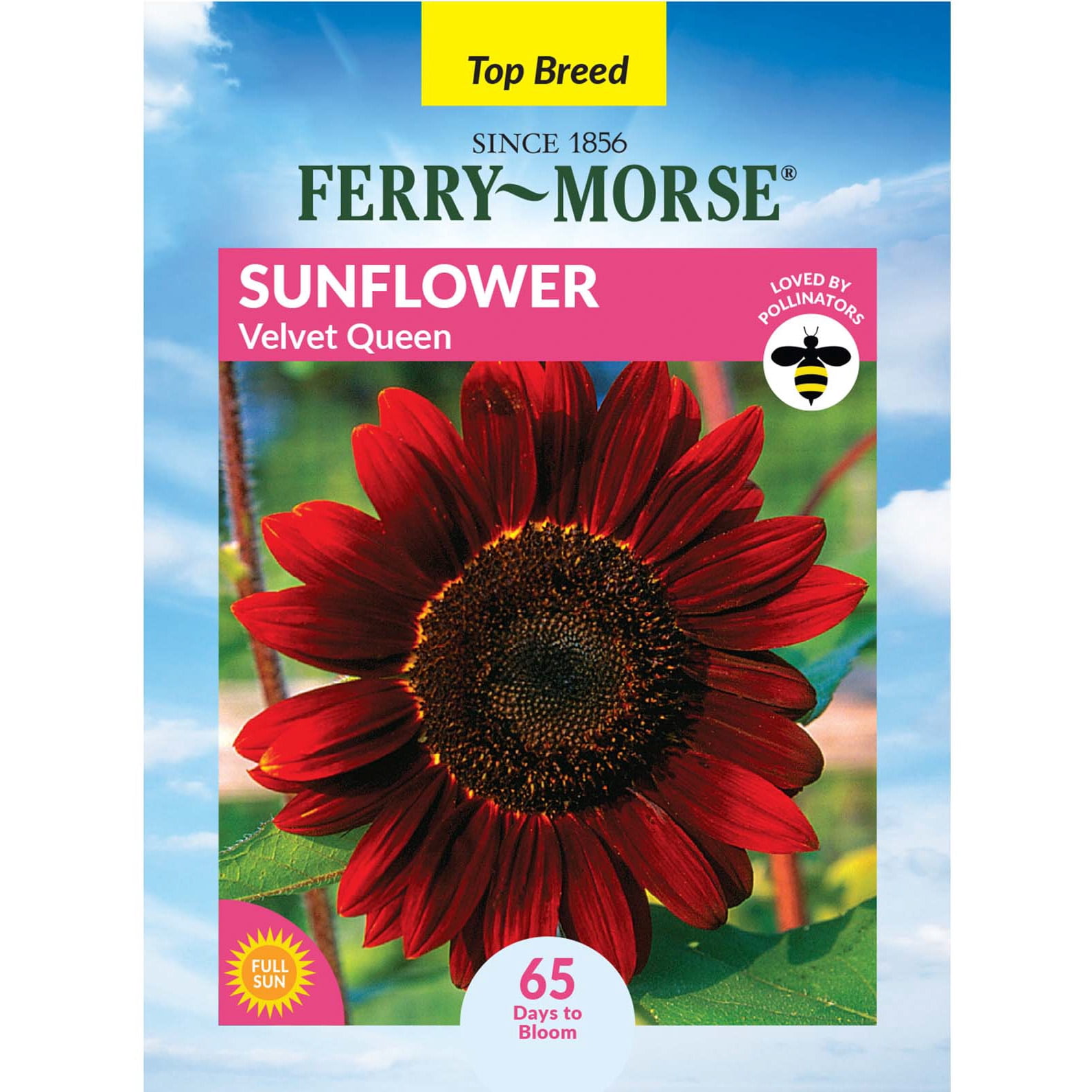 Ferry-Morse 480MG Sunflower Velvet Queen Annual Flower Seeds, Full