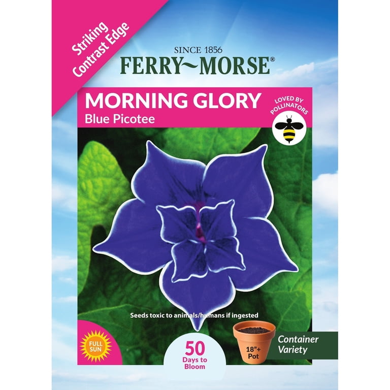 Ferry-Morse 500MG Morning Glory Blue Picotee Annual Flower Seeds