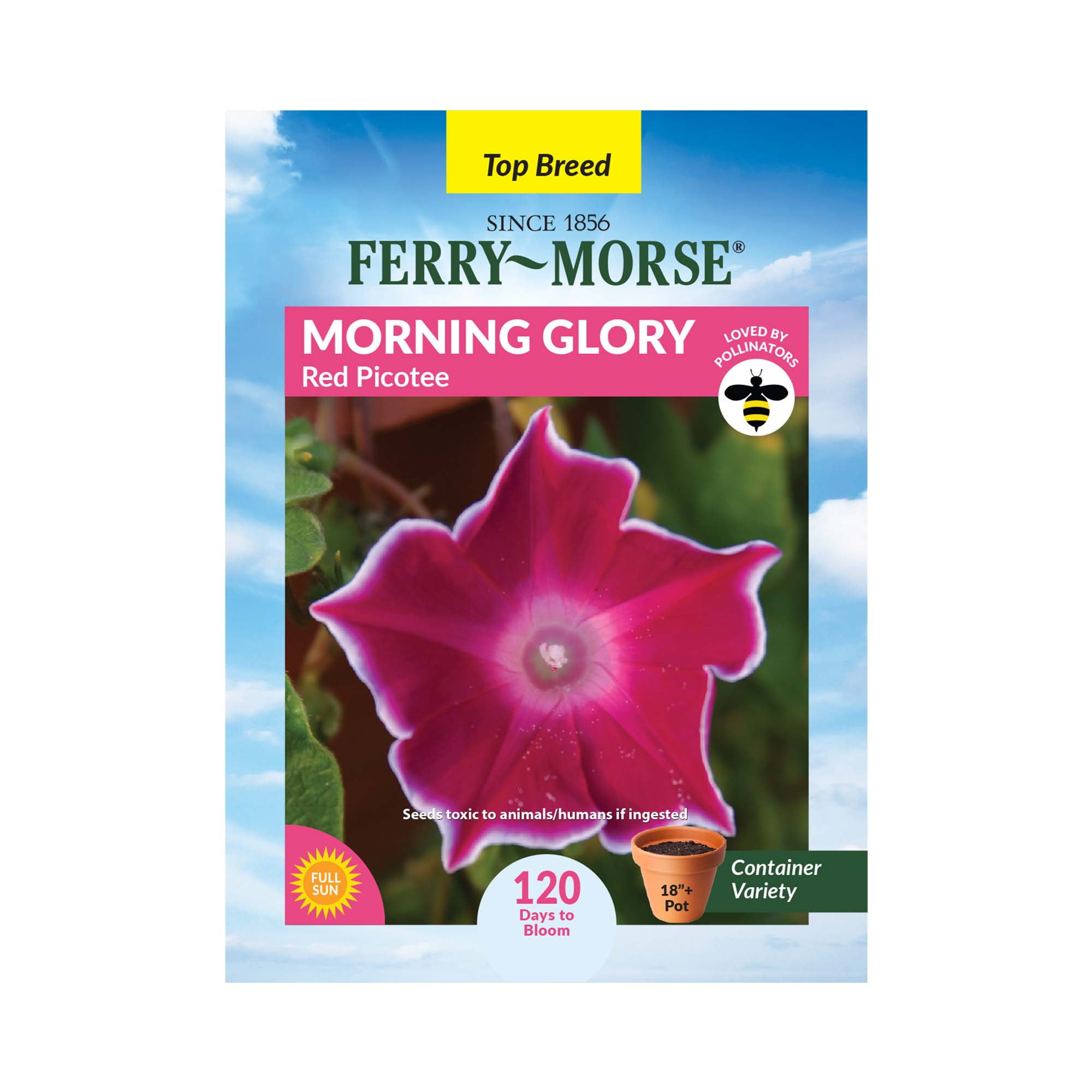 FerryMorse 500MG Morning Glory Red Picotee Annual Flower Seeds Full Sun