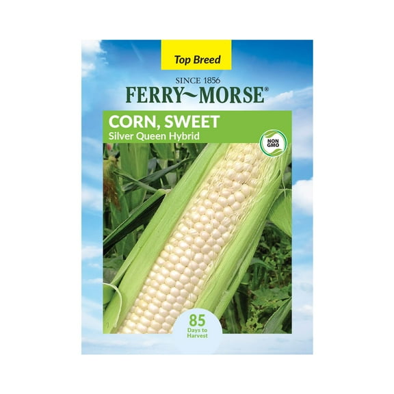 Ferry-Morse 6G Corn Silver Queen Hybrid Annual Vegetable Seeds, Full Sun