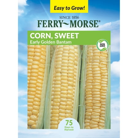 Ferry-Morse Sweet Early Golden Bantam Corn Seeds - Full Sun - 6 g