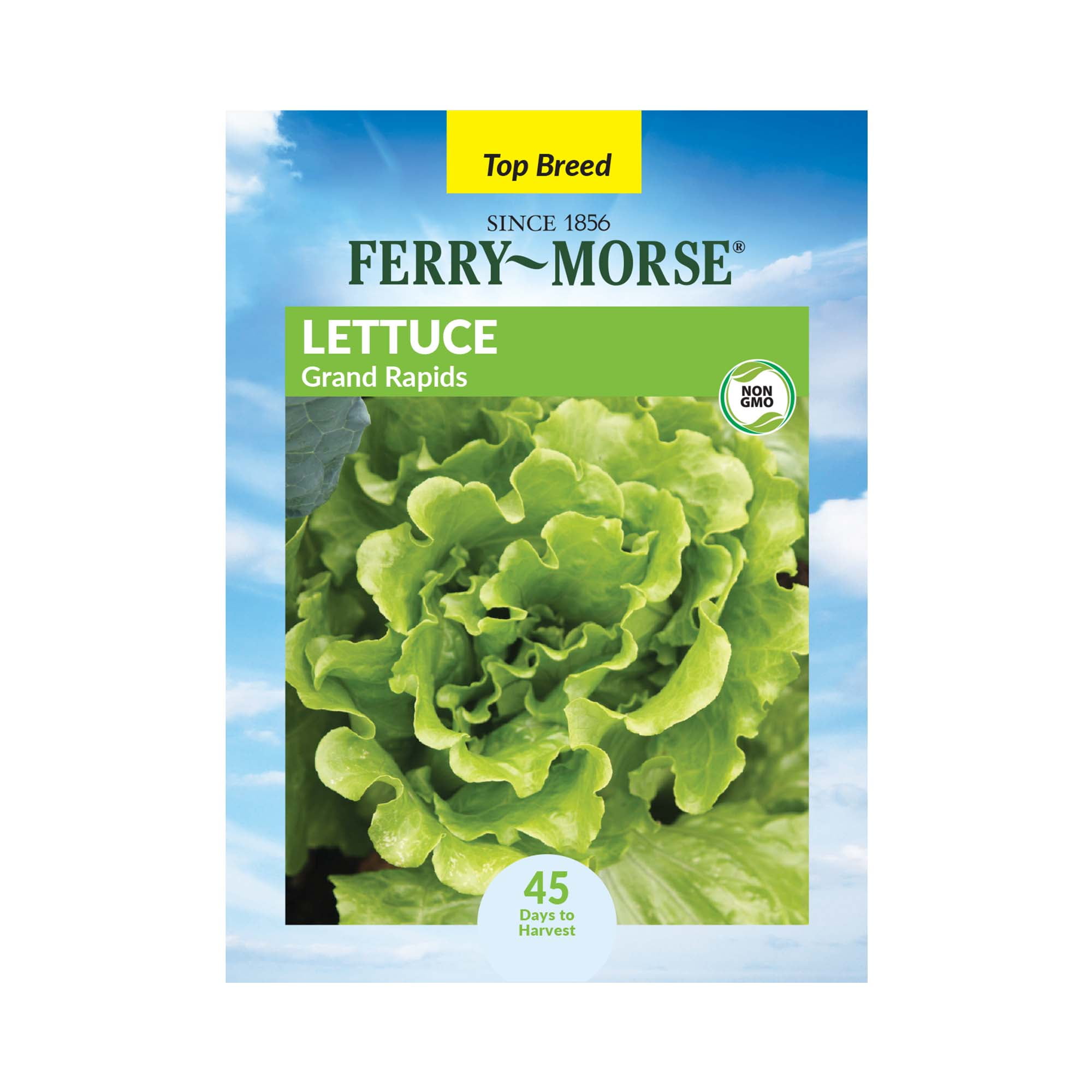 FerryMorse 720MG Lettuce Grand Rapids Vegetable Plant Seeds Full Sun