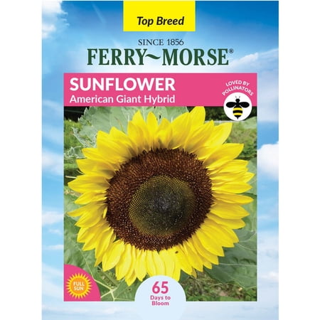 Ferry-Morse 1G Sunflower American Giant Hybrid Annual Flower Seeds, Full Sun