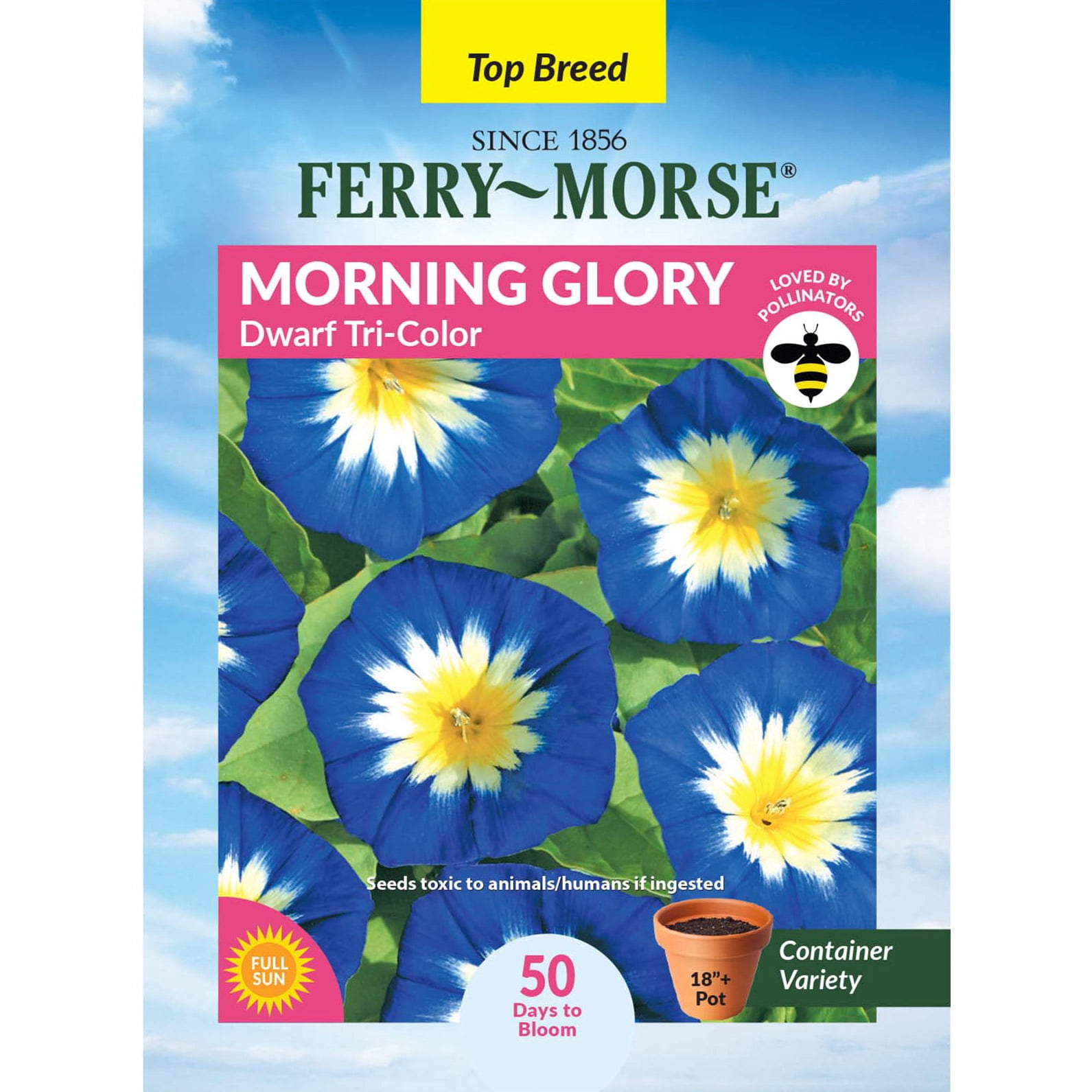 Morning Glory Seeds & Flowers Near Me | Walmart - Walmart.com