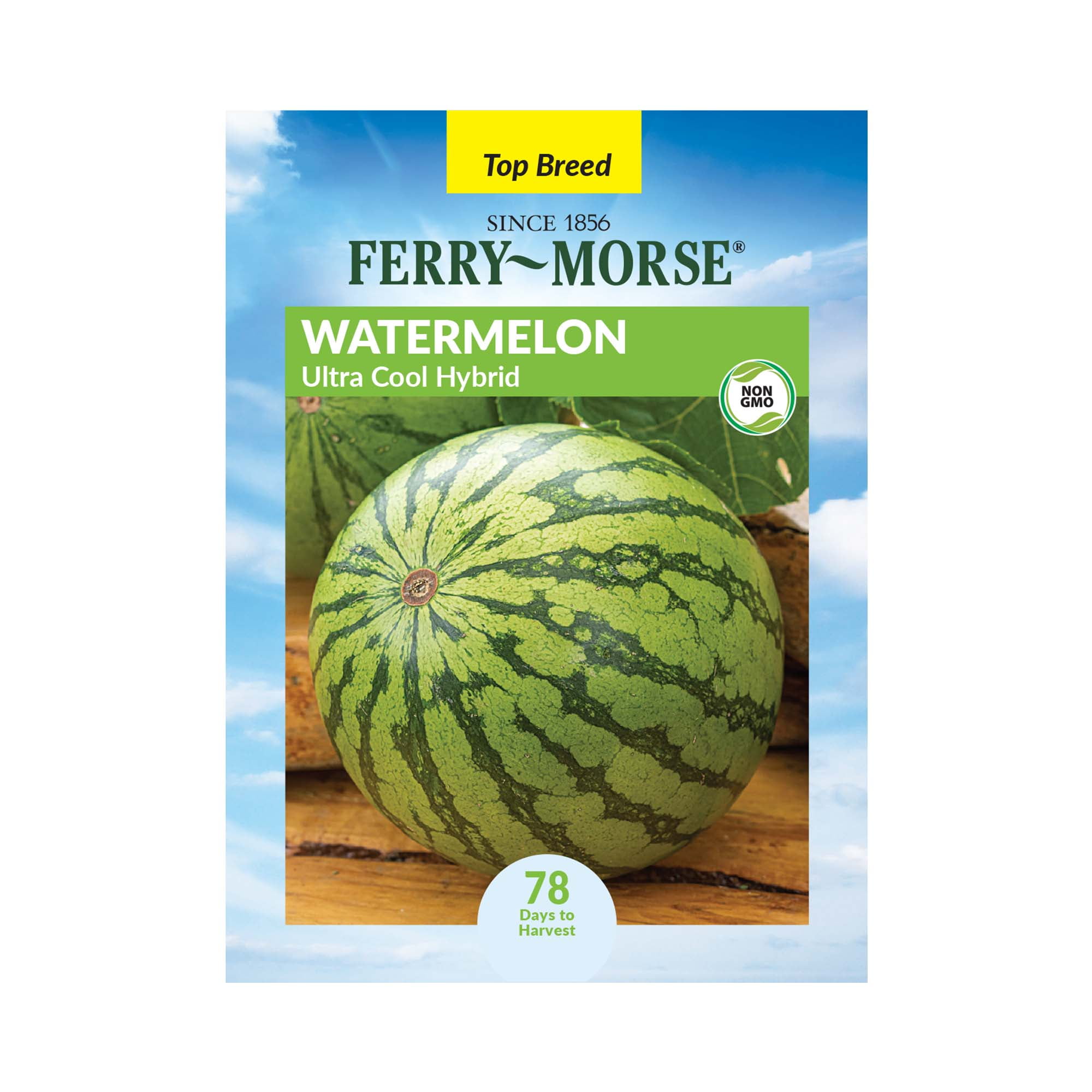 その他 Major Force water melon / field trip その他 Major Force water melon / field trip Water Melon