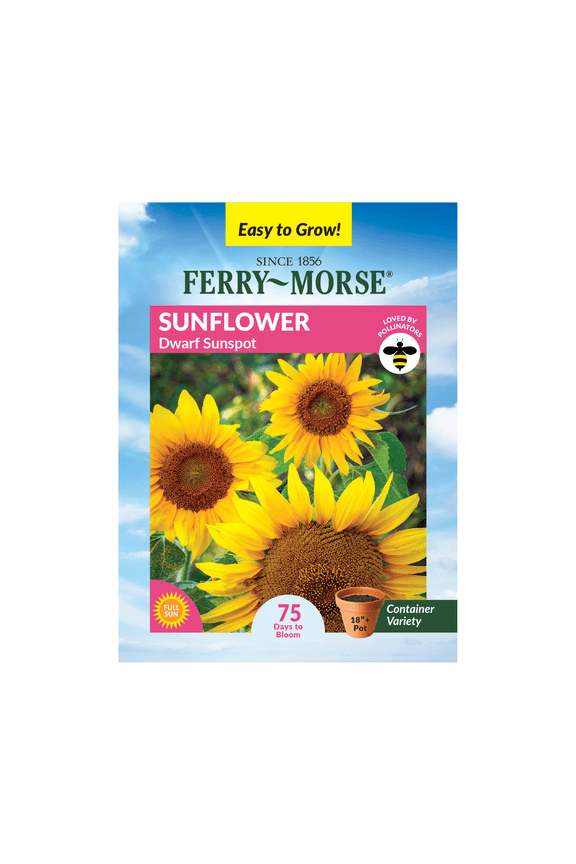 800MG Sunflower Dwarf Sunspot Annual Flower Seeds, Full Sun