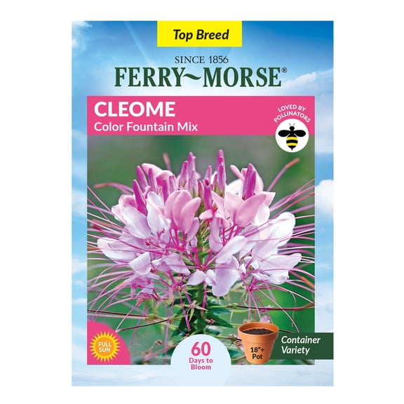 Ferry-Morse 250MG Cleome Color Fountain Mix Annual Flower Seeds, Full Sun