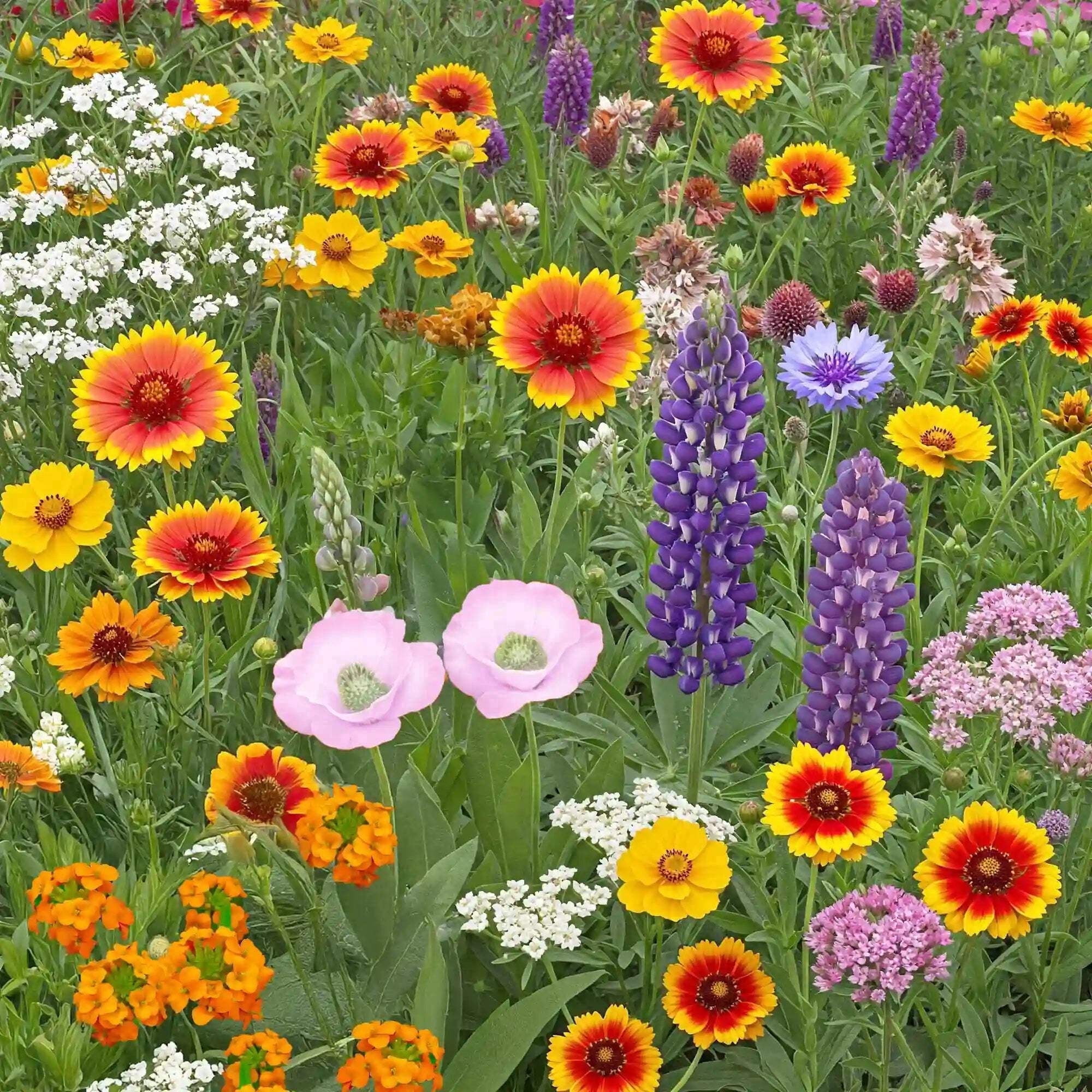 Ferry-Morse Colorado Western Mix Bulk Wildflower Seeds, 1lb
