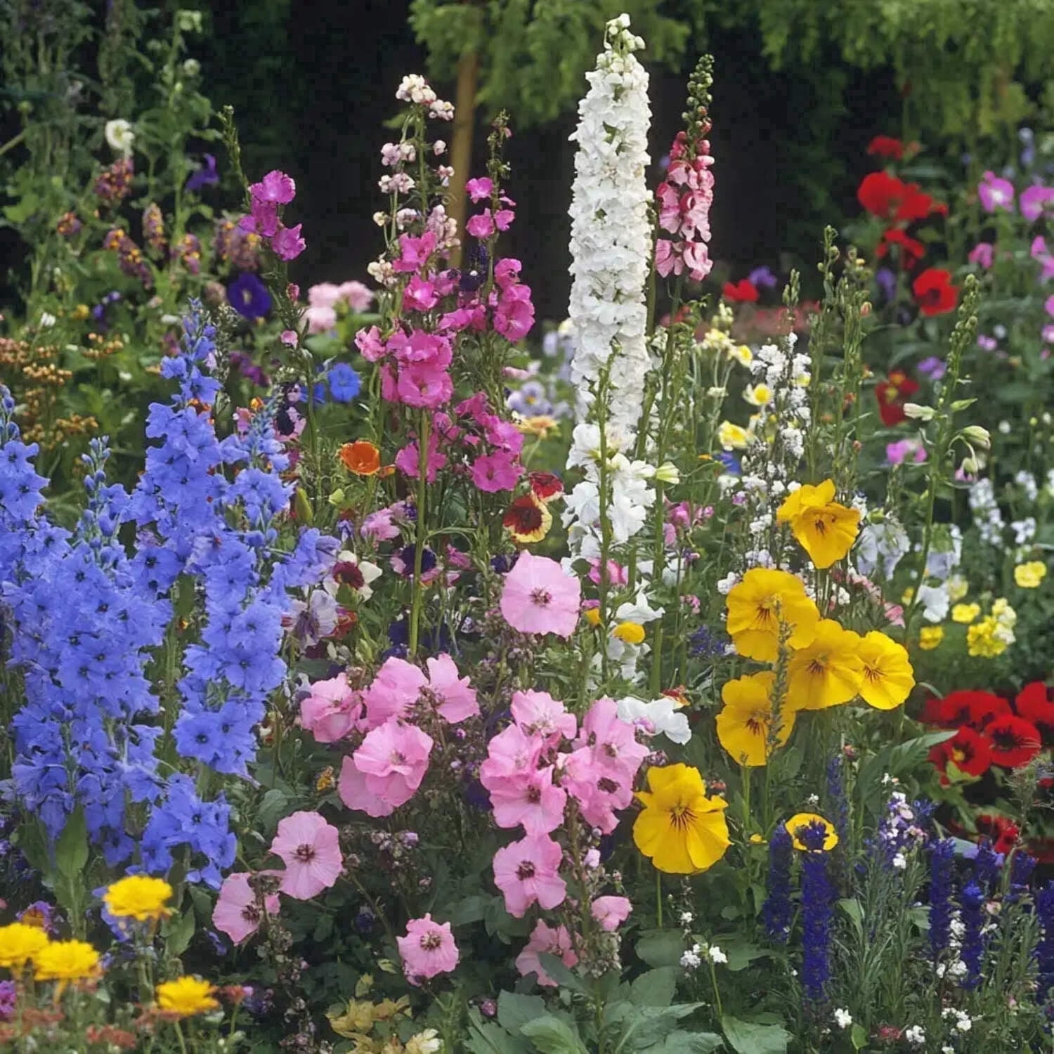 Ferry-Morse Cottage Garden Mix 1lb Flower Seeds, GMO Free