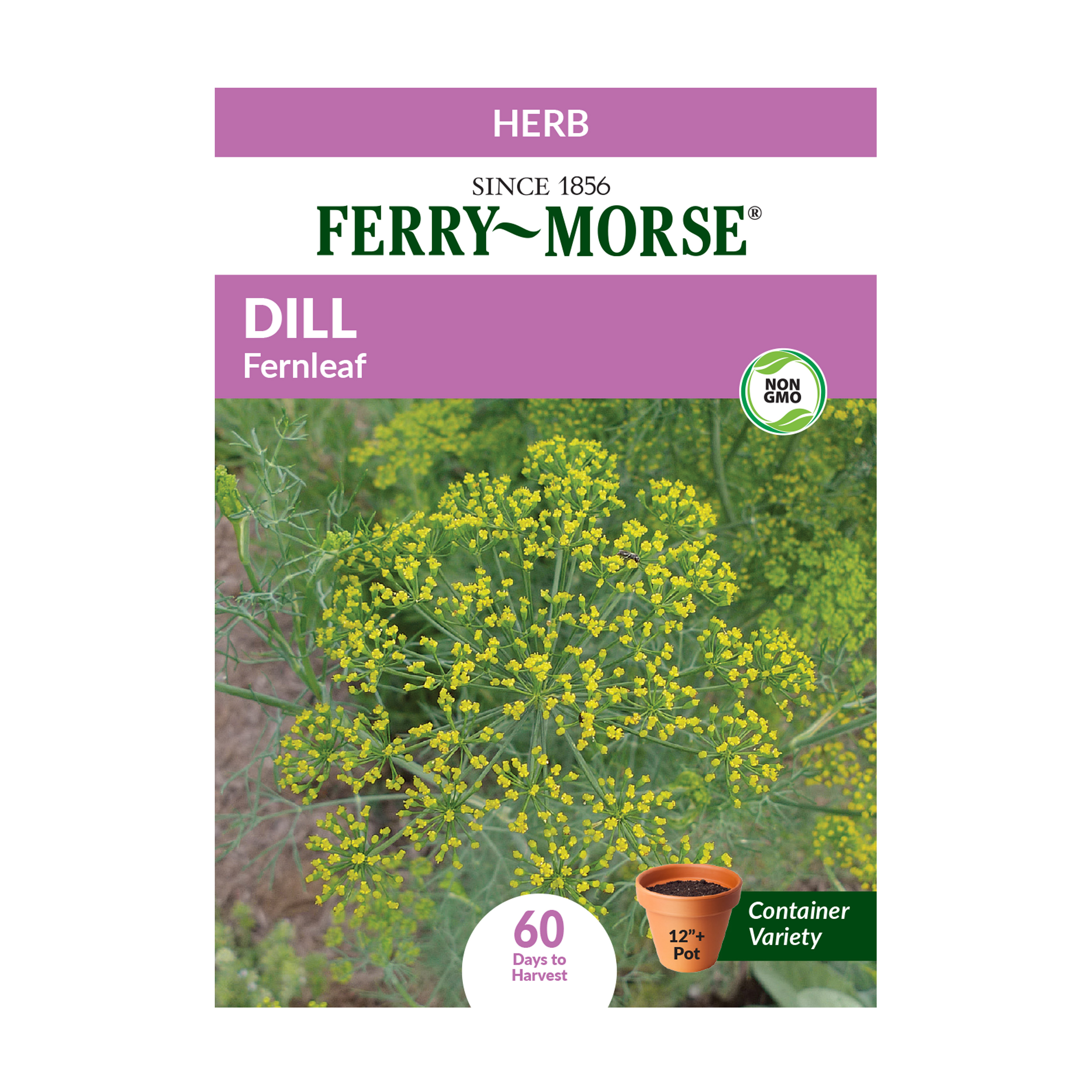 FerryMorse Dill Fernleaf Herb Plant Seeds (1 Pack) Seed Gardening