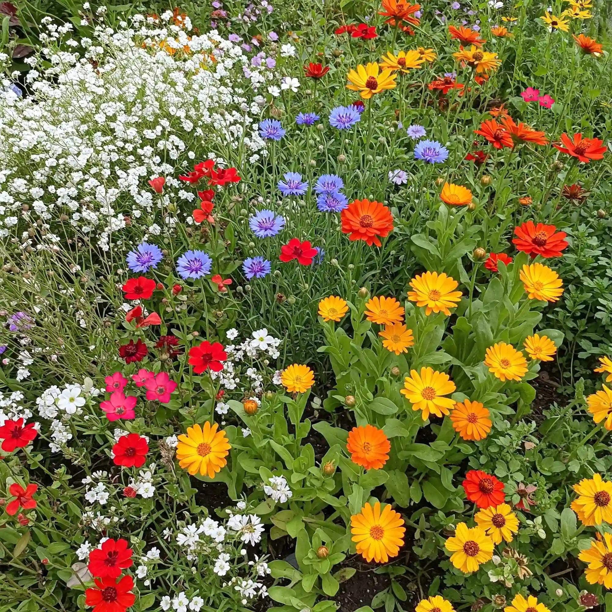 Ferry-Morse Easy Care Children’s Garden Mix Bulk Flower Seeds, 1lb