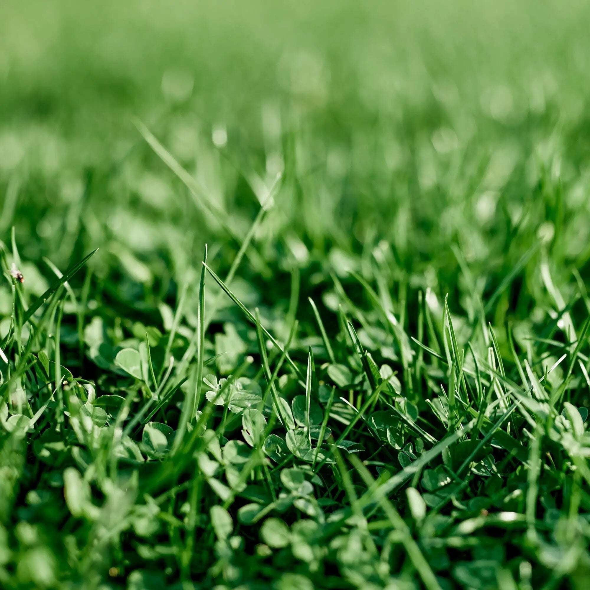 Ferry-Morse EcoEase Microclover and Fescue Low Maintenance Ground Cover Grass Seed Mix, 2 lb.