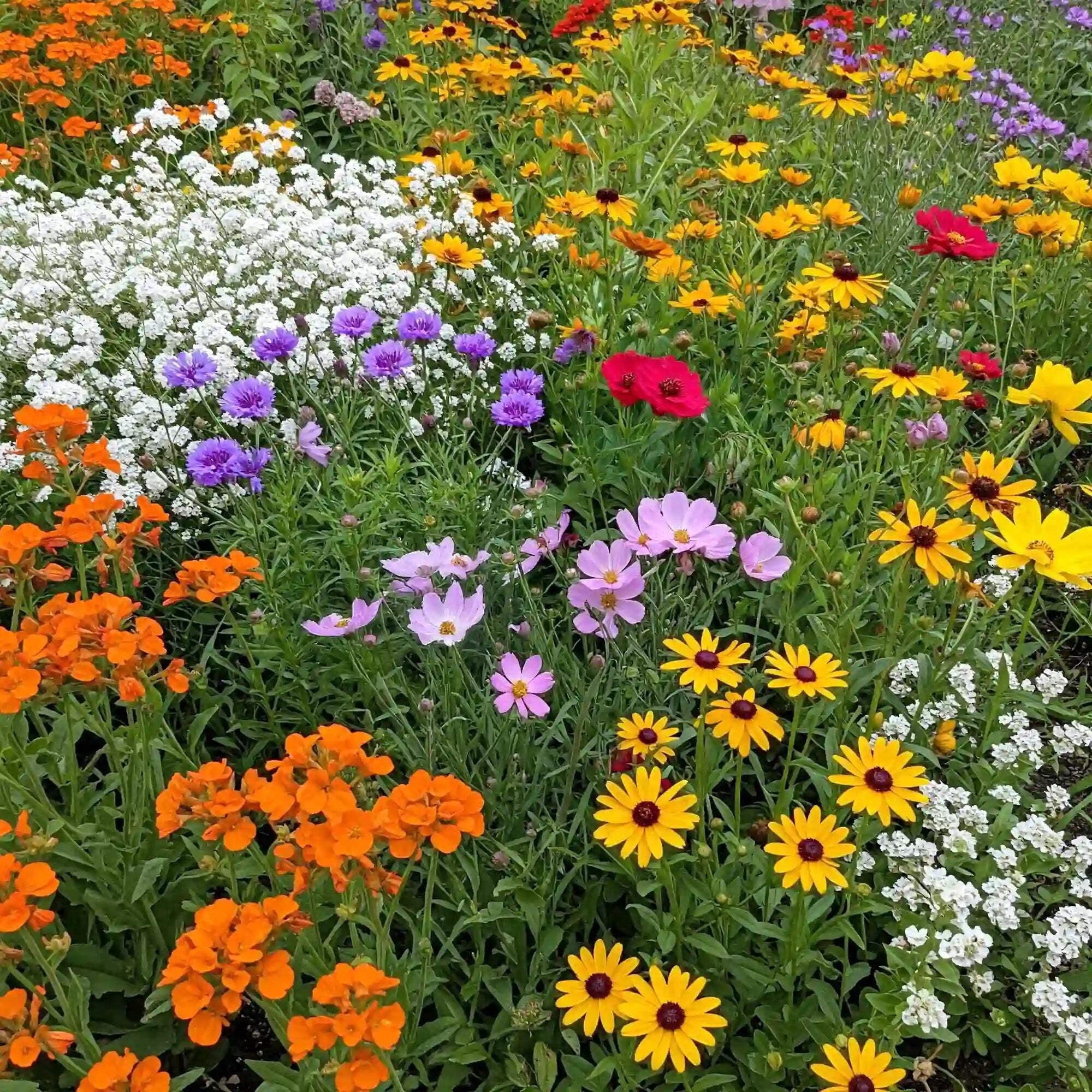 Ferry-Morse Gulf Coast-Caribbean Mix Bulk Wildflower Seeds, 1lb