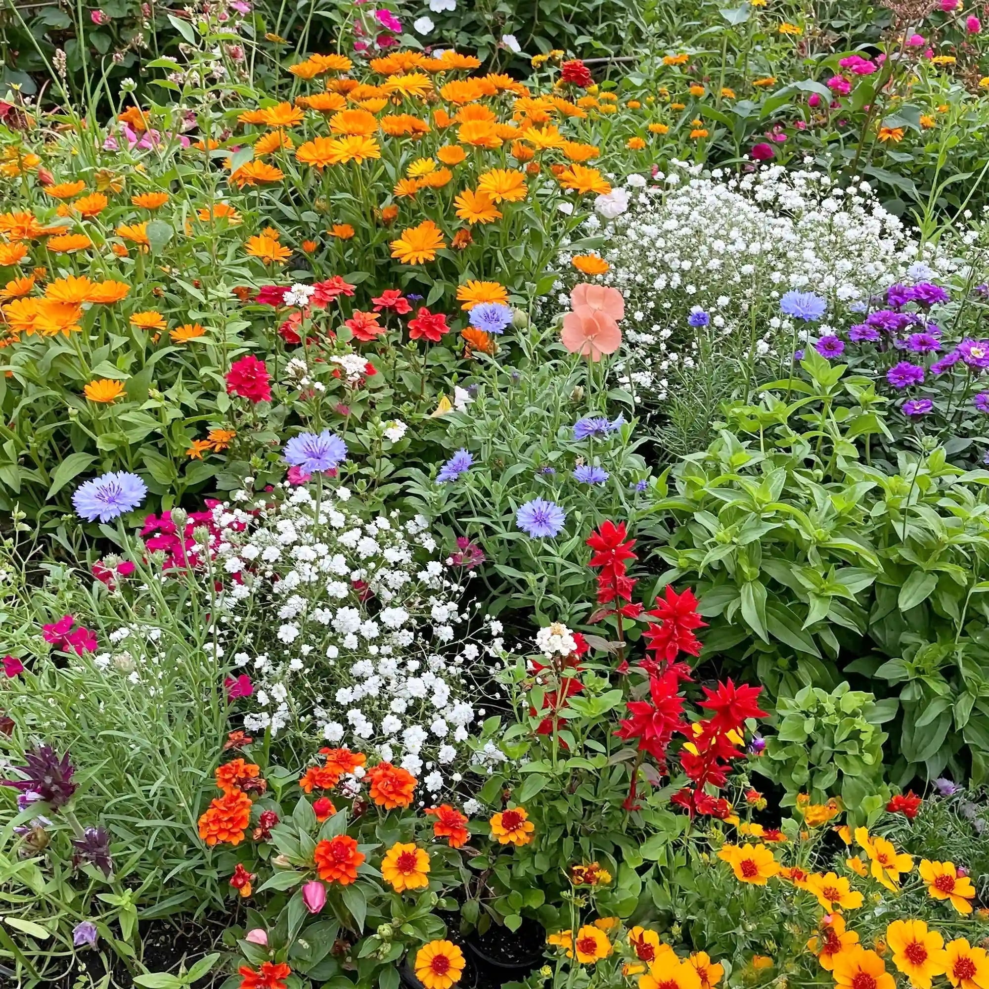 Ferry-Morse Hot, Dry Annual Mix Bulk Wildflower Seeds, 1lb