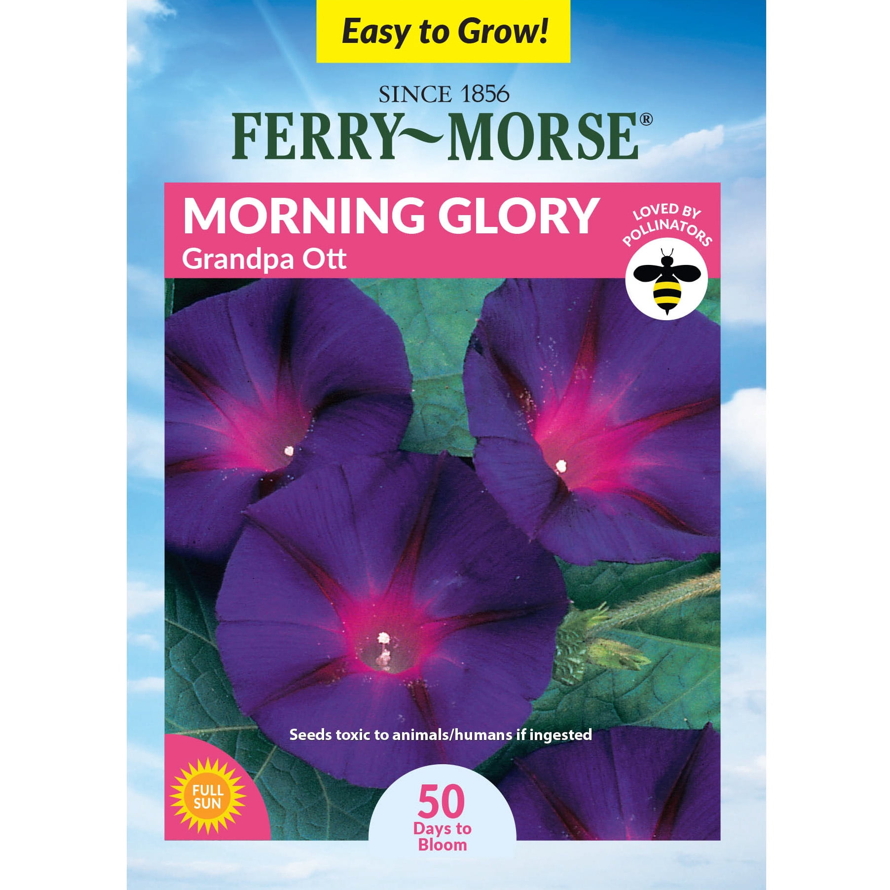 Prayer Plant Seeds