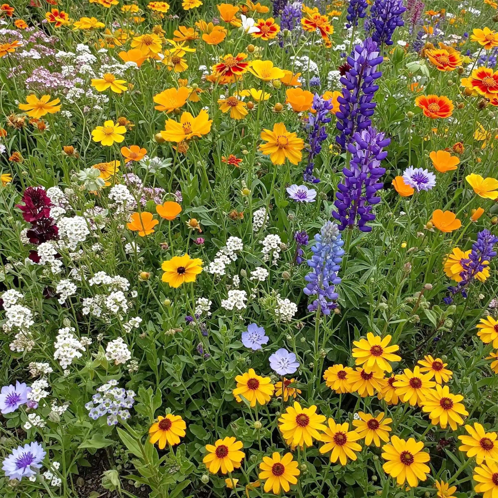 Ferry-Morse Pacific Northwest Mix Bulk Wildflower Seeds, 1lb