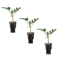 FerryMorse Plantlings 13" Tomato Cherry Yellow Pear Live Vegetable