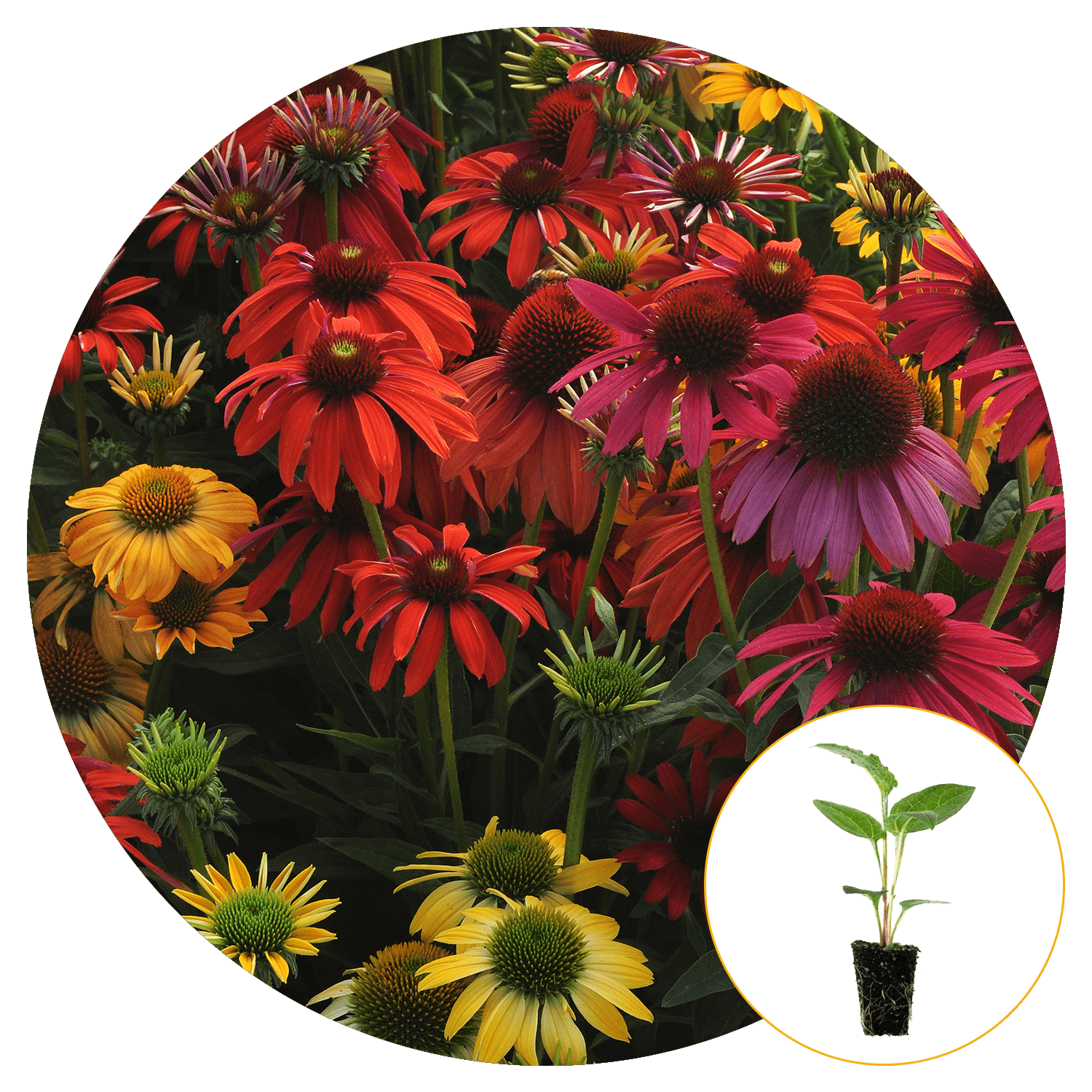 Ferry-Morse Plantlings Live Baby Plants 1-3in. Echinacea Cheyenne Spirit Coneflower, 12-Pack