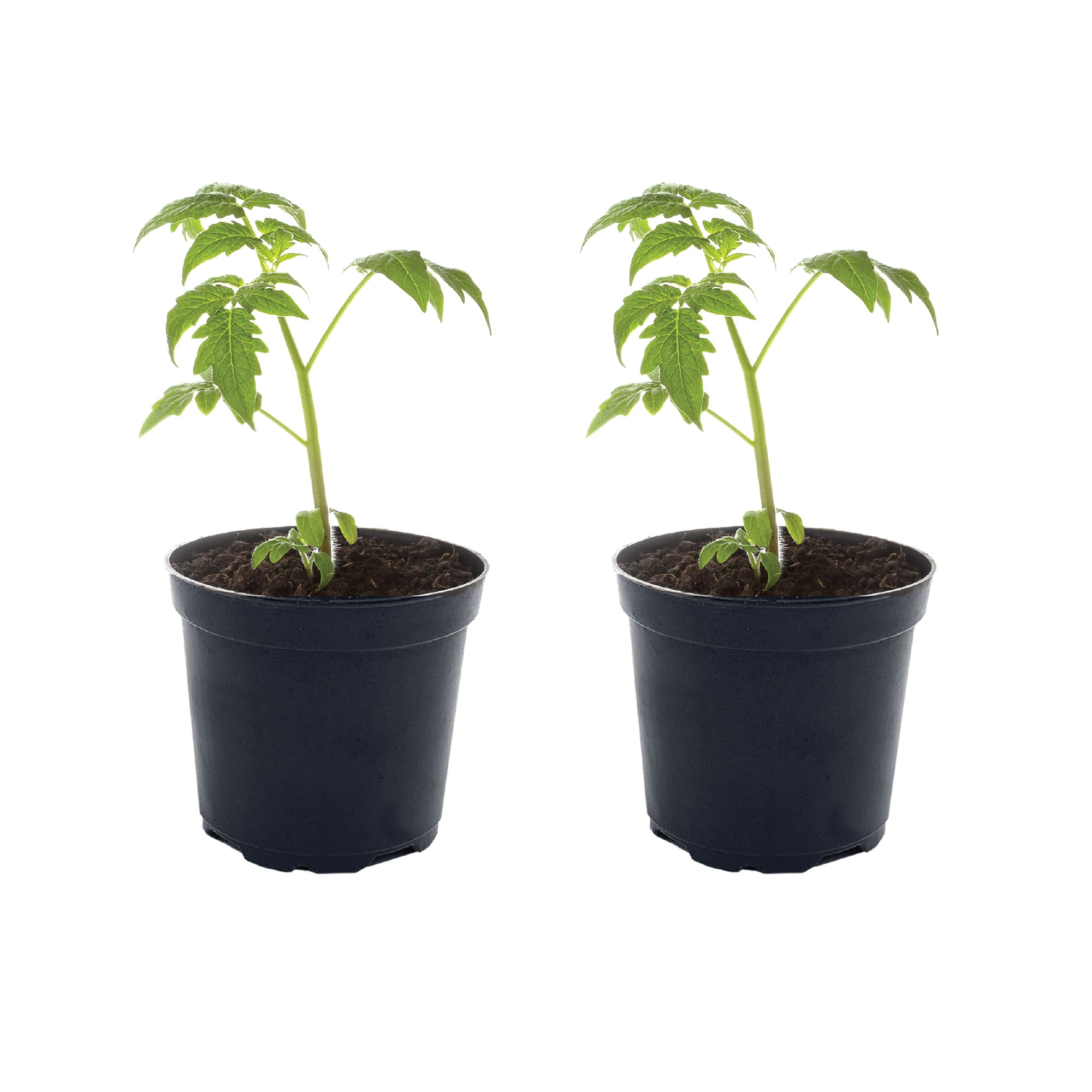 FerryMorse Plantlings Plus 46" Red Tomato Big Beef Plus Live