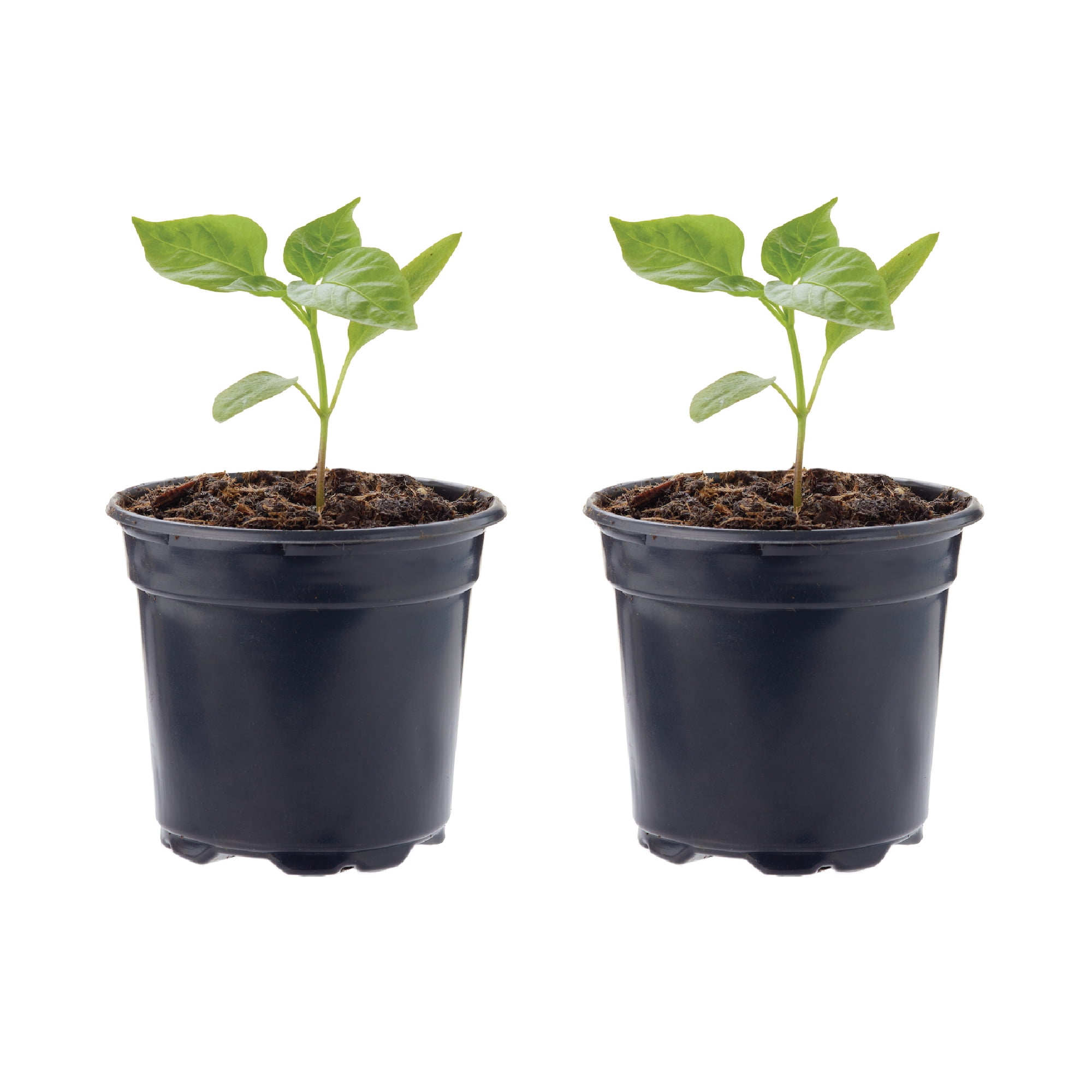 FerryMorse Plantlings Plus 4" Pepper Jalapeno Super Nacho Live